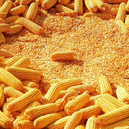 Dried Yellow Maize/Corn, Non-GMO, Fit for Human Consumption and Animal Feed Premium Quality