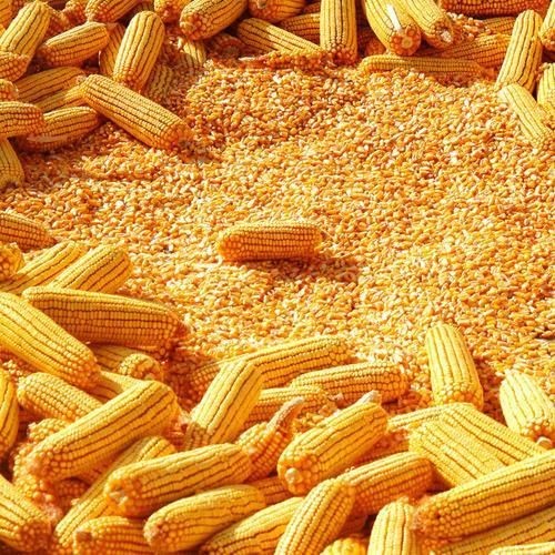 Dried Yellow Maize/Corn, Non-GMO, Fit for Human Consumption and Animal Feed Premium Quality
