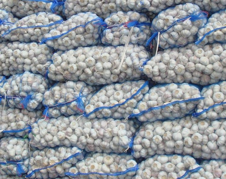 Fresh Garlic supplier wholesale price